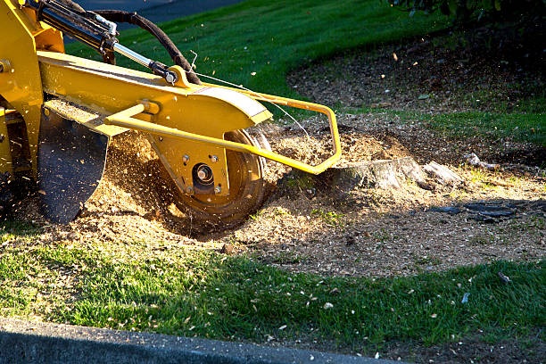 Tree Removal for Businesses in Cushing, OK